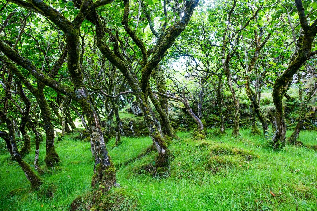 Fairy Glen Trees