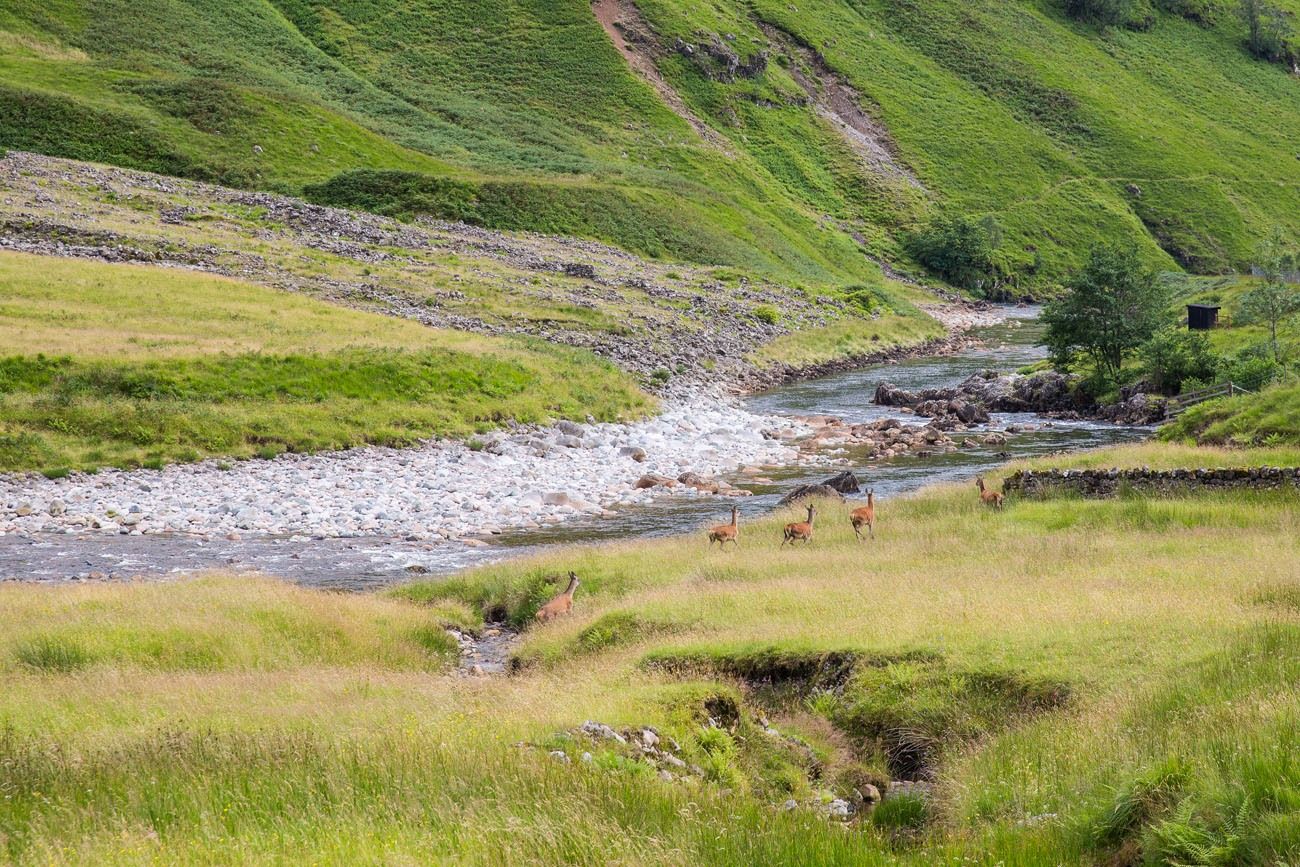 Scotland Deer