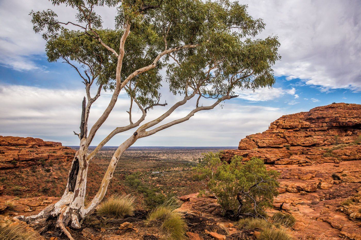 Desert Tree Australia