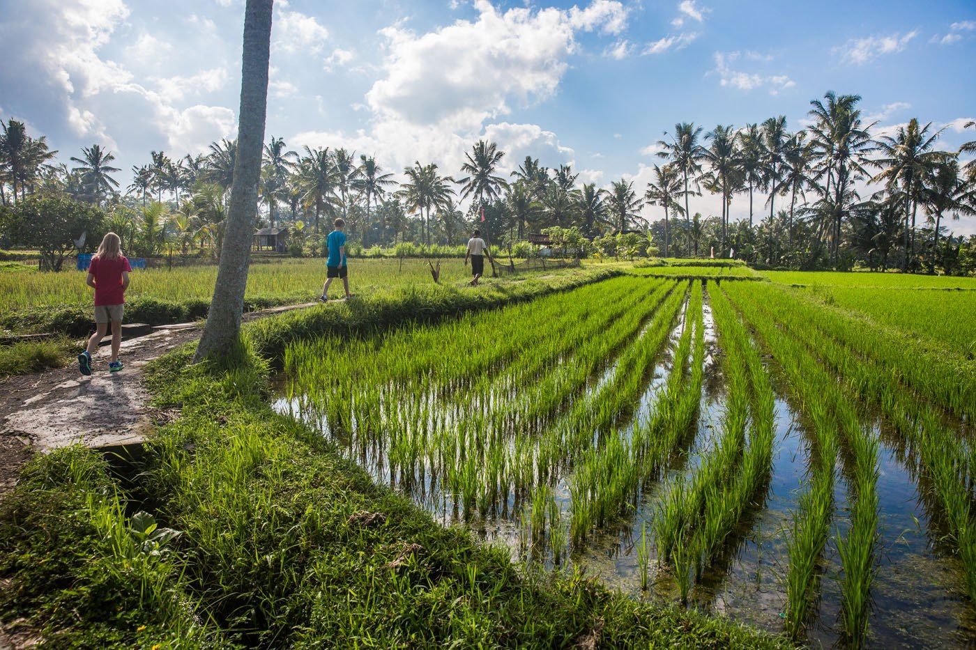 Bali rice fields tour