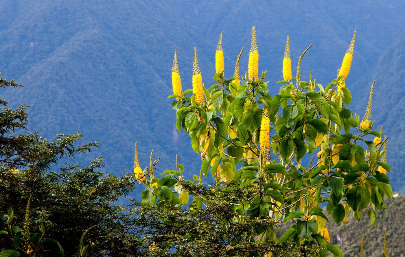 Machu Picchu flower