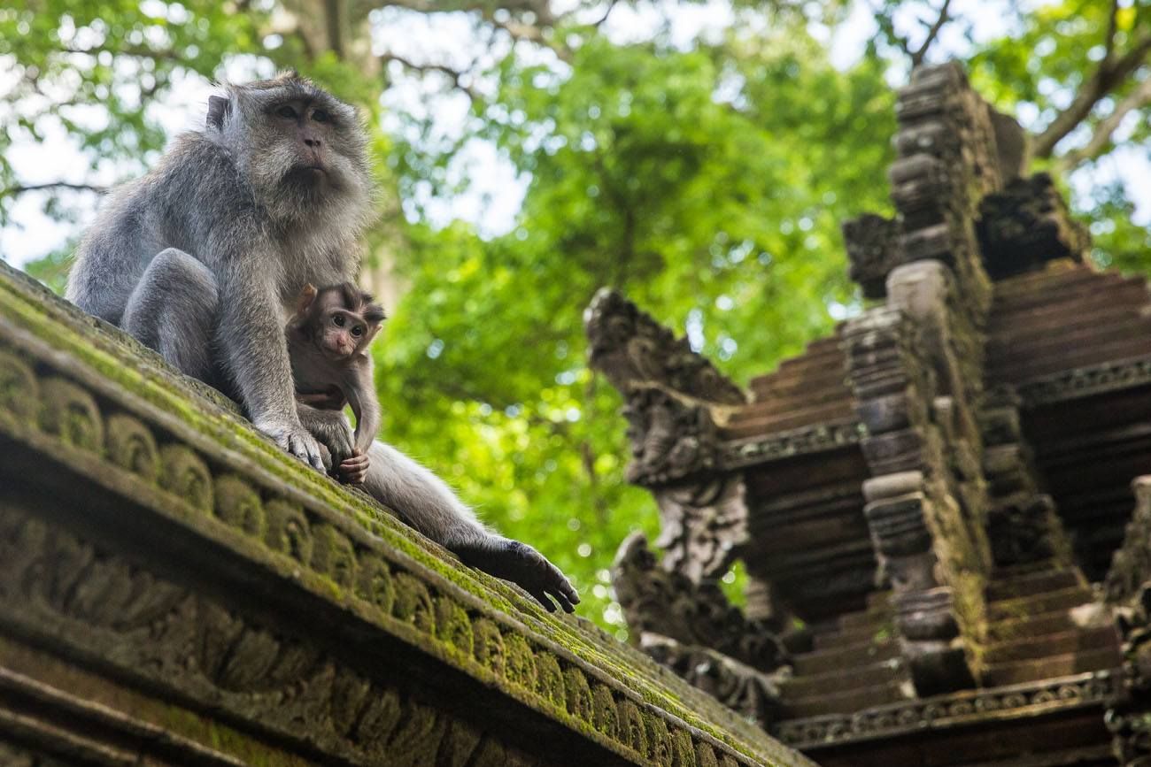 Ubud Monkey Forest Bali