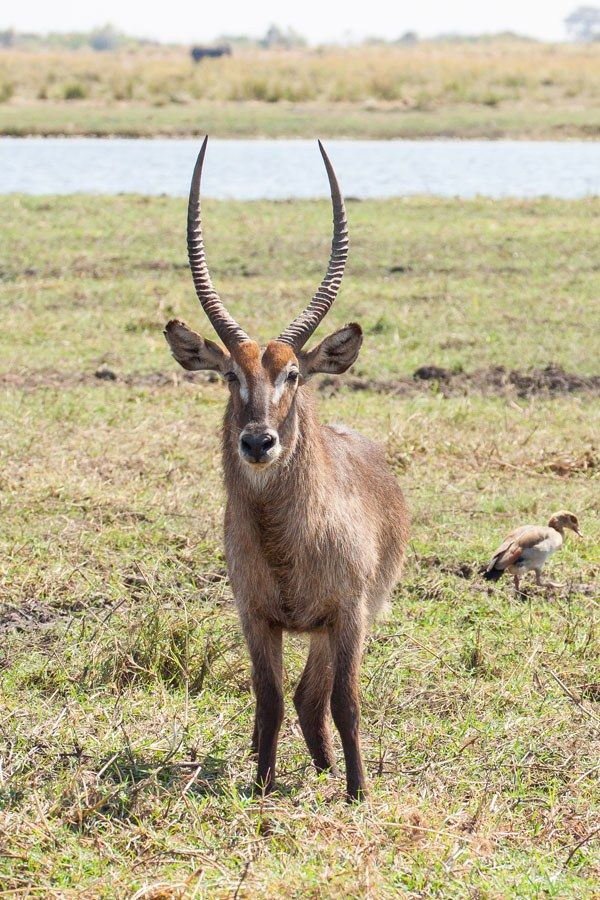 Water buck