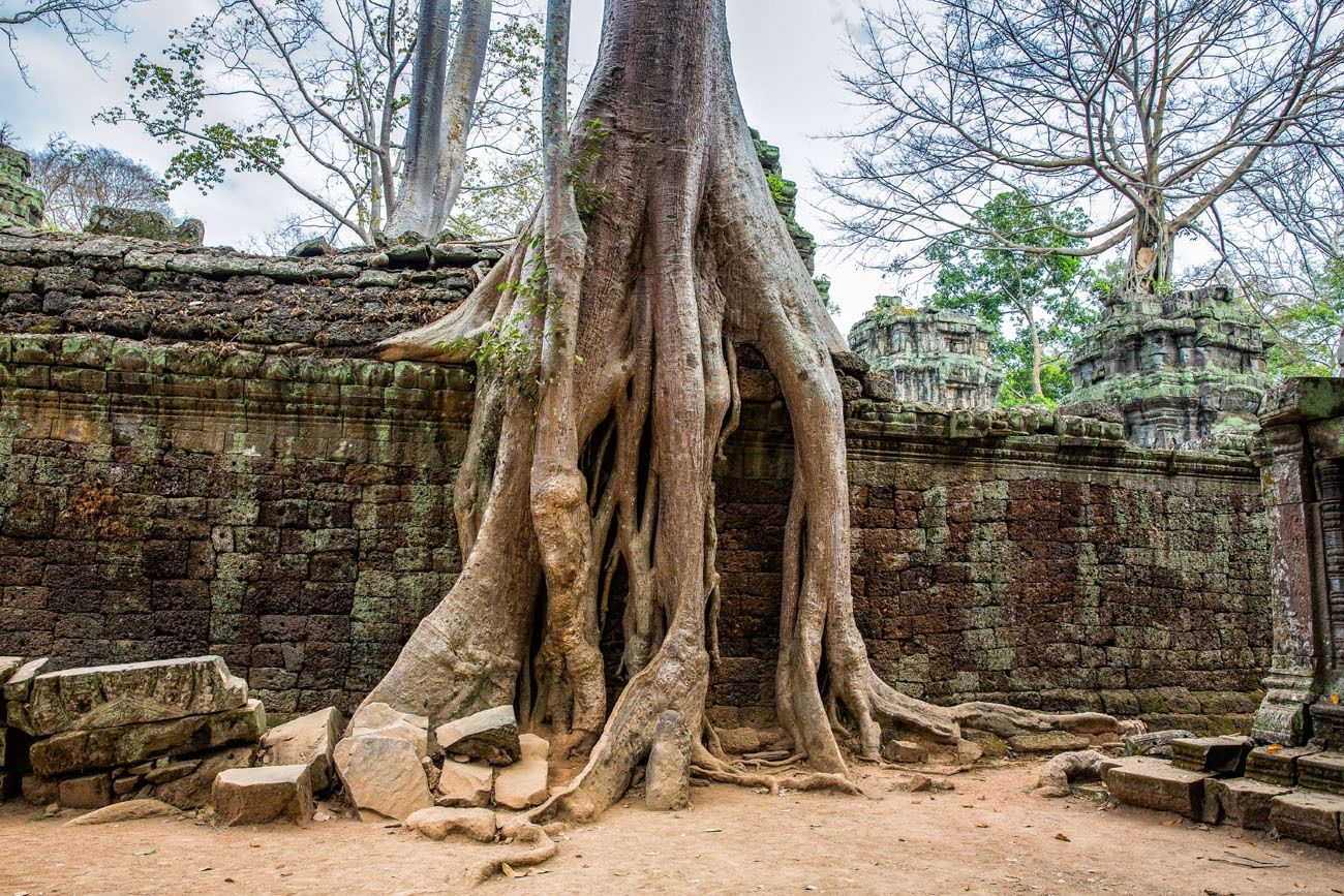 Exploring Ta Prohm Cambodia