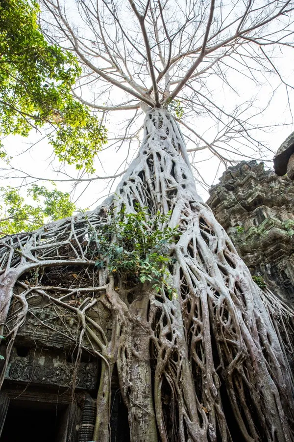 Giant Tree in Ta Prohm