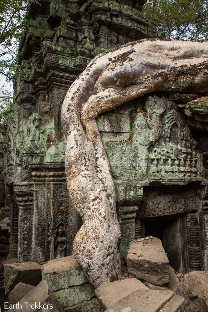 Ta Phrom tree root