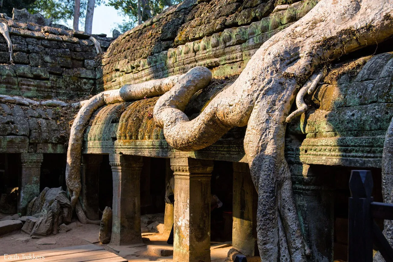 Ta Prohm Tree Root