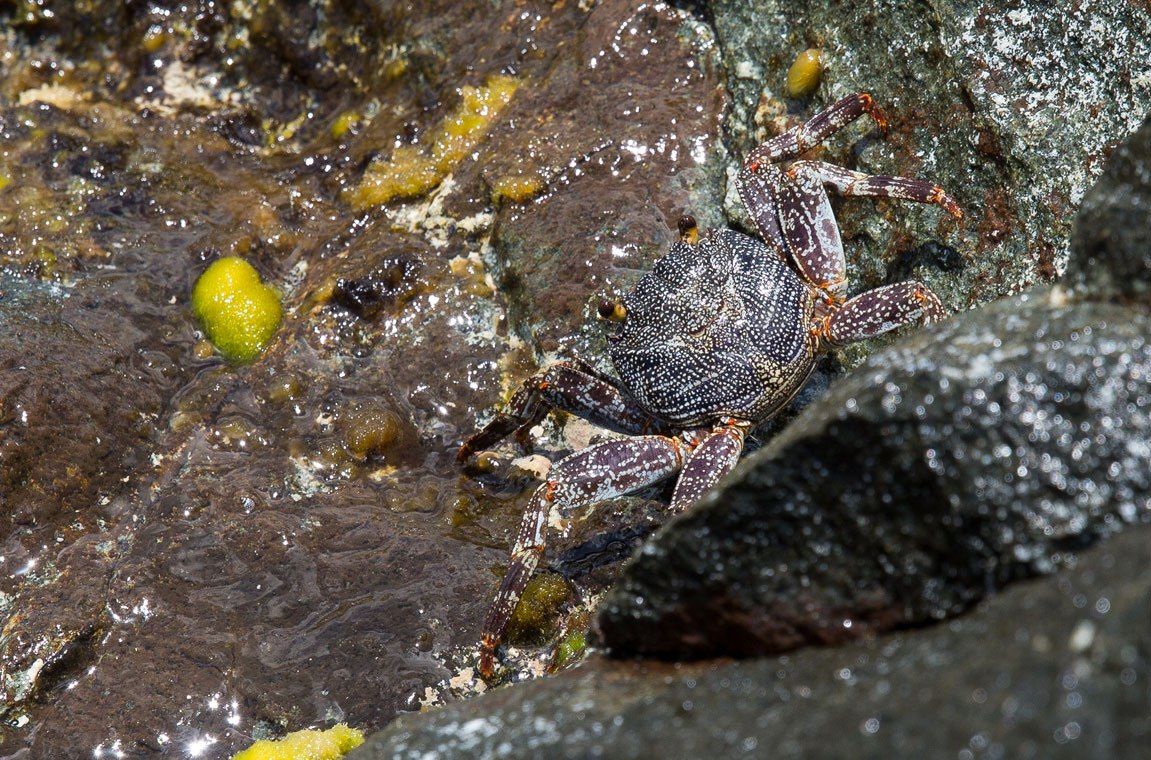 Aruba Crab