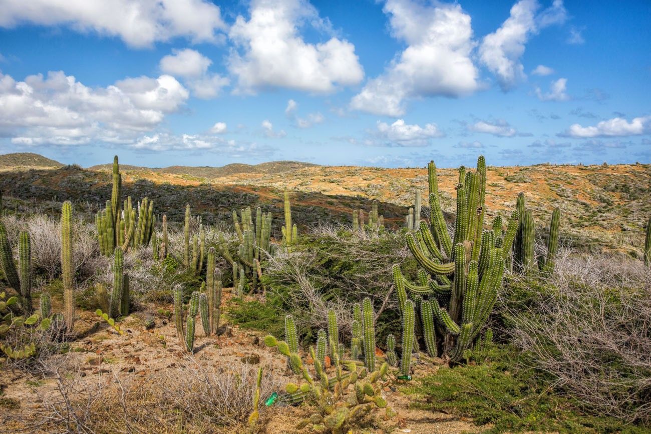 Aruba Desert