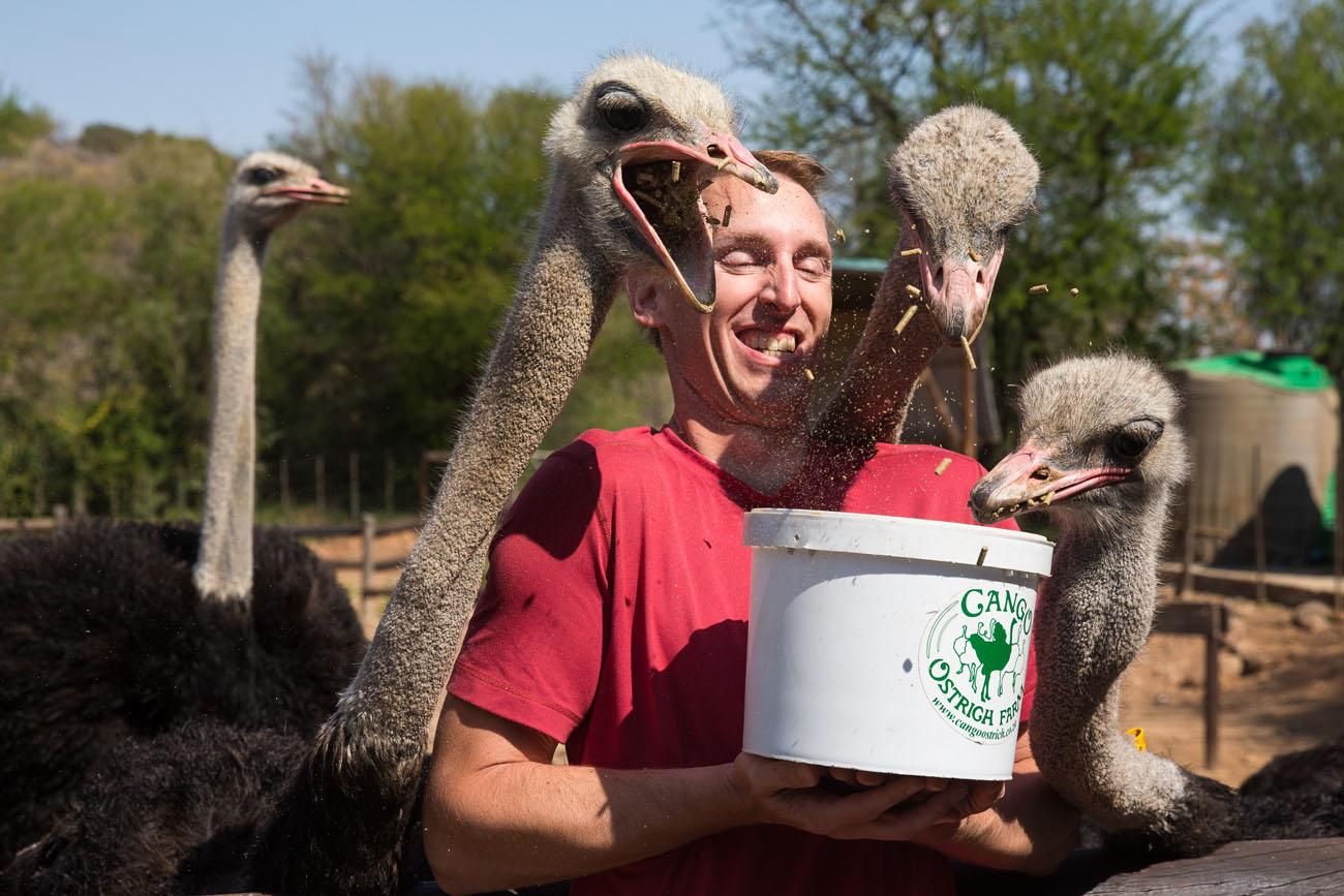 Feeding Ostriches