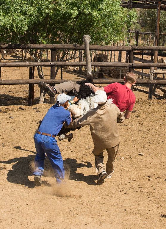 How not to ride an ostrich