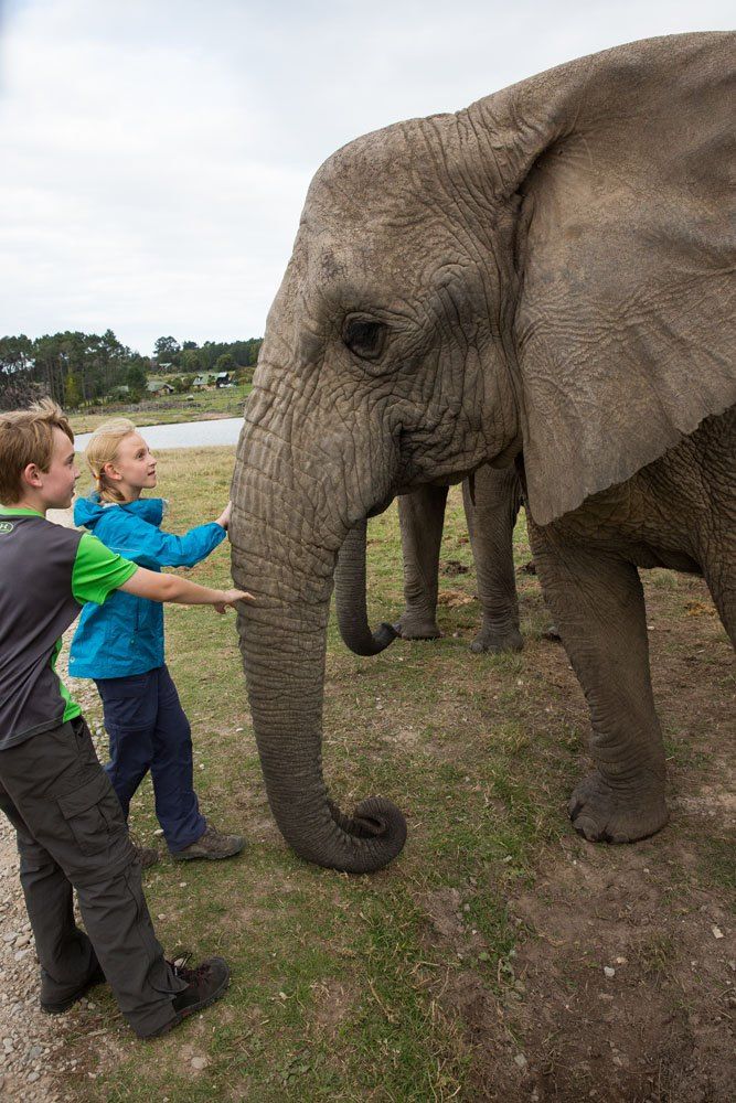 Meeting an African Elephant