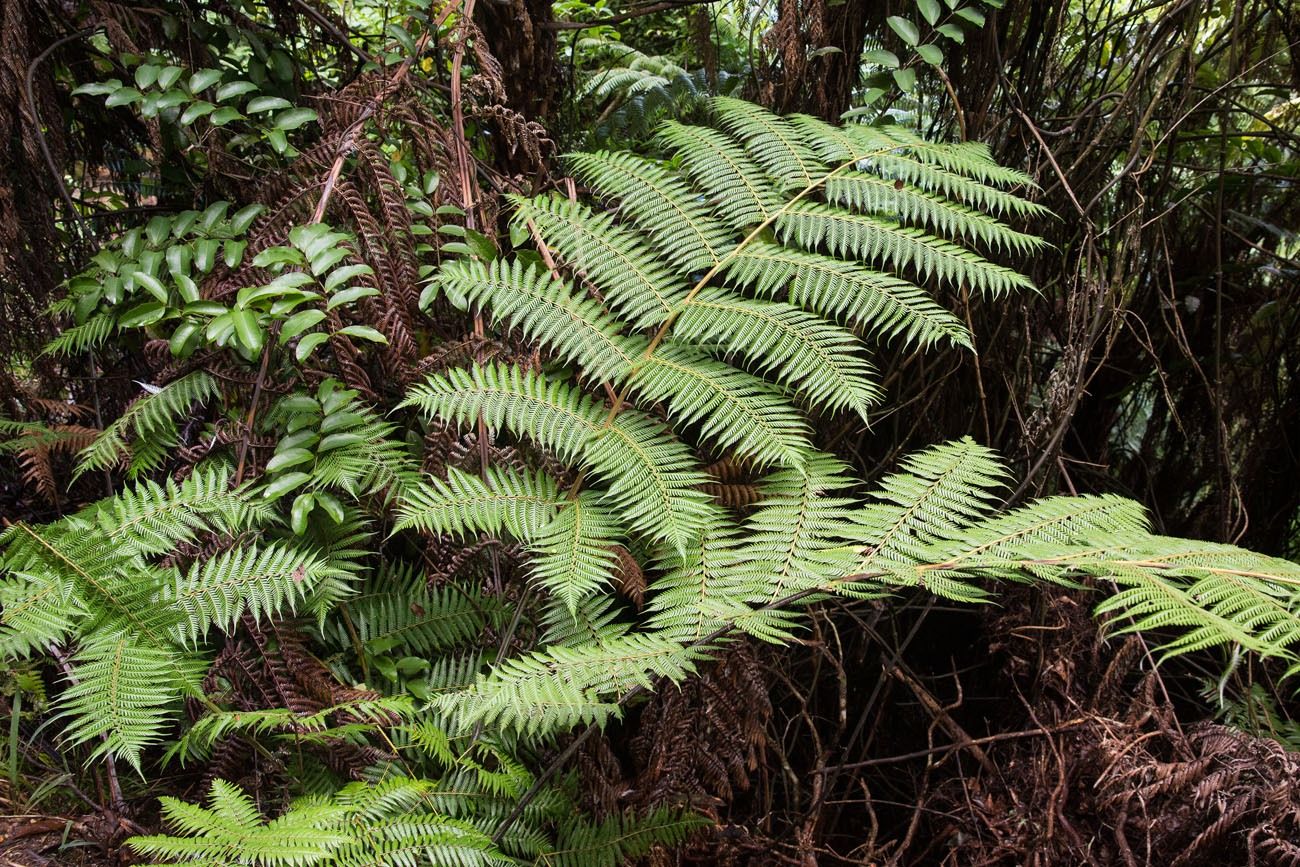 New Zealand Fern