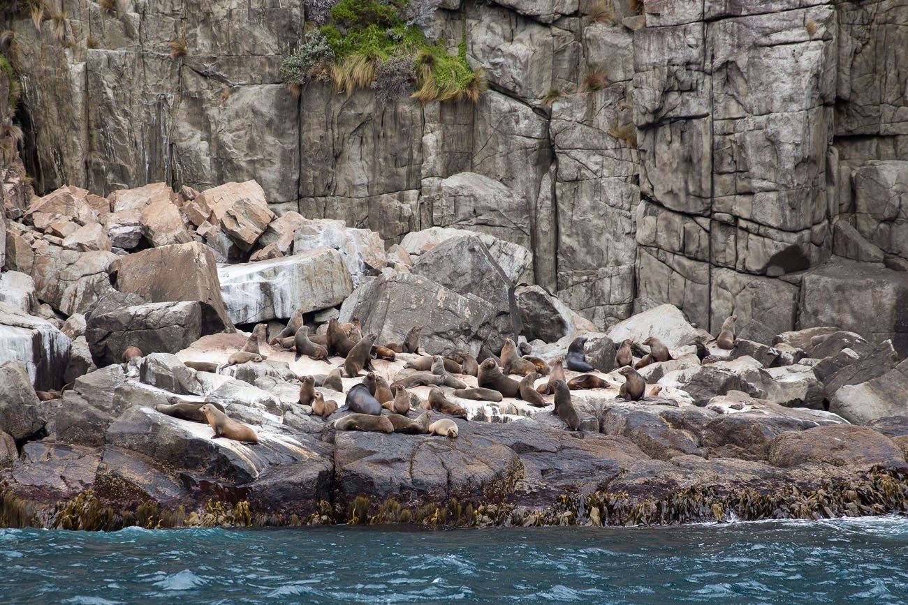 Seals in Tasmania