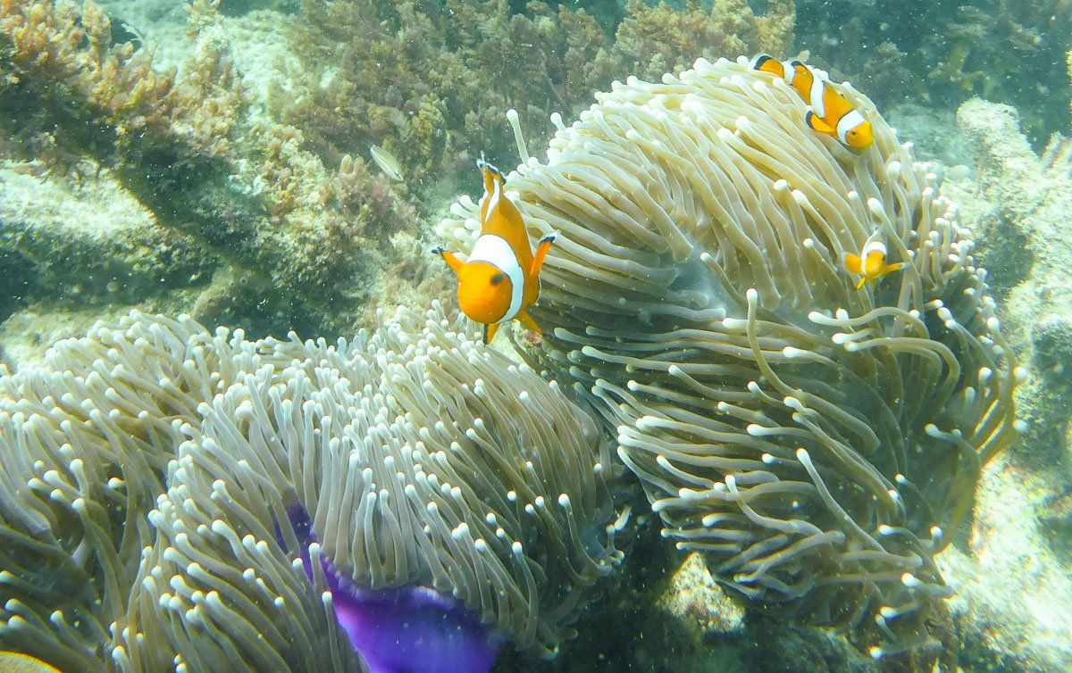 Snorkeling Krabi