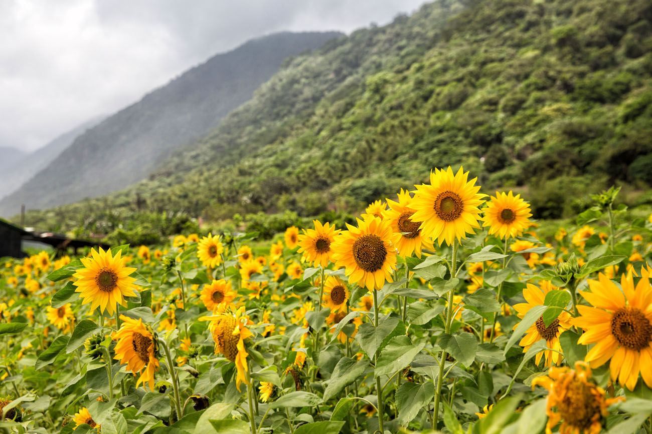 Sunflowers