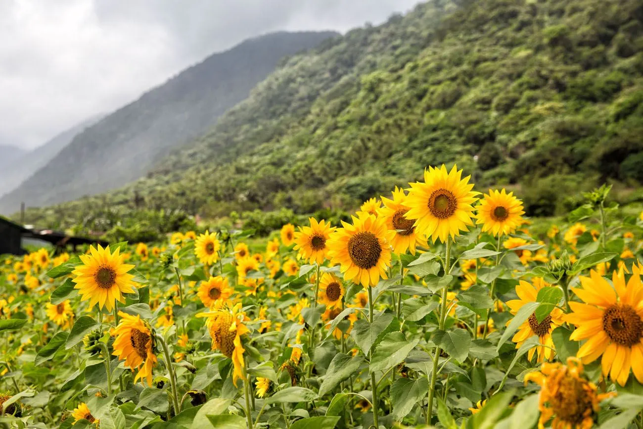 Sunflowers