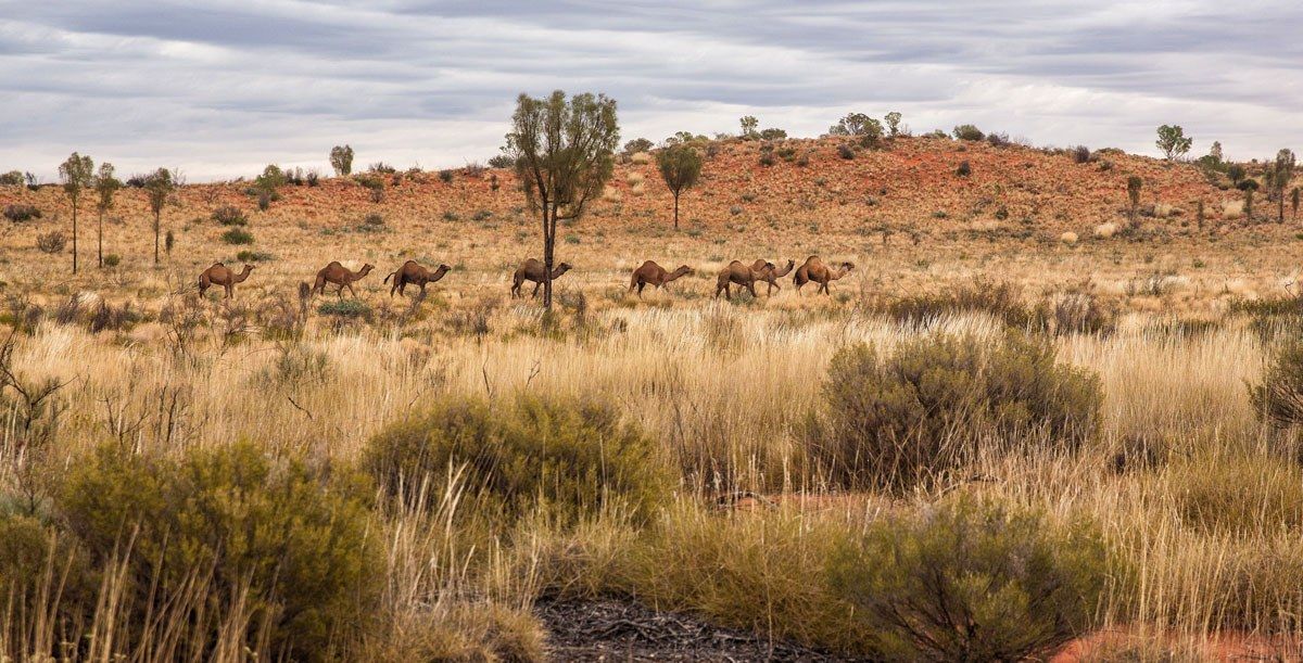 Camels in Australia