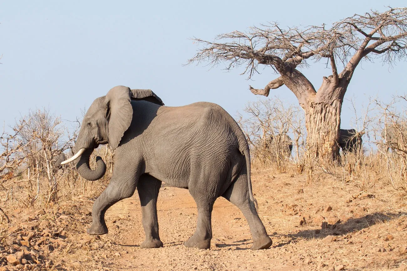 Chobe Elephant