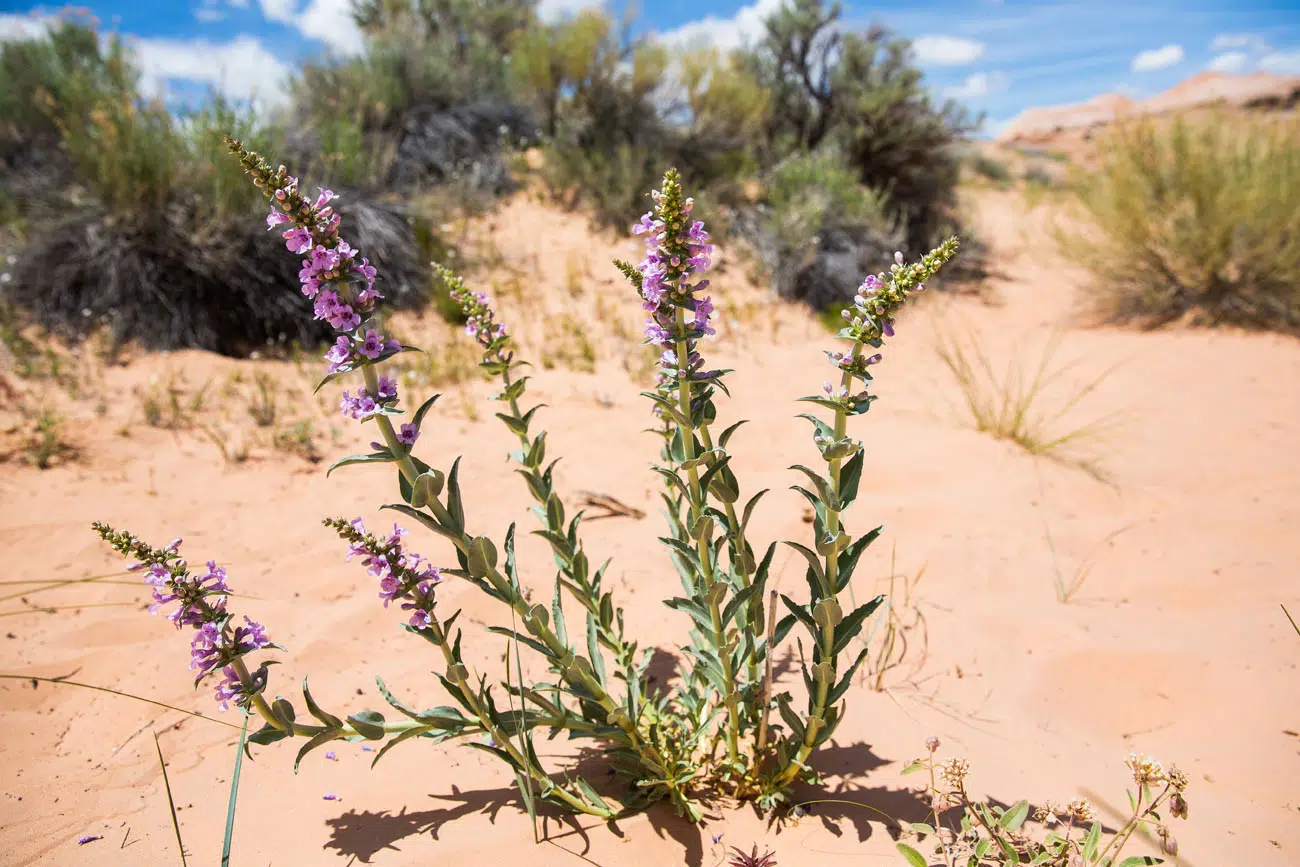 Desert Flowers