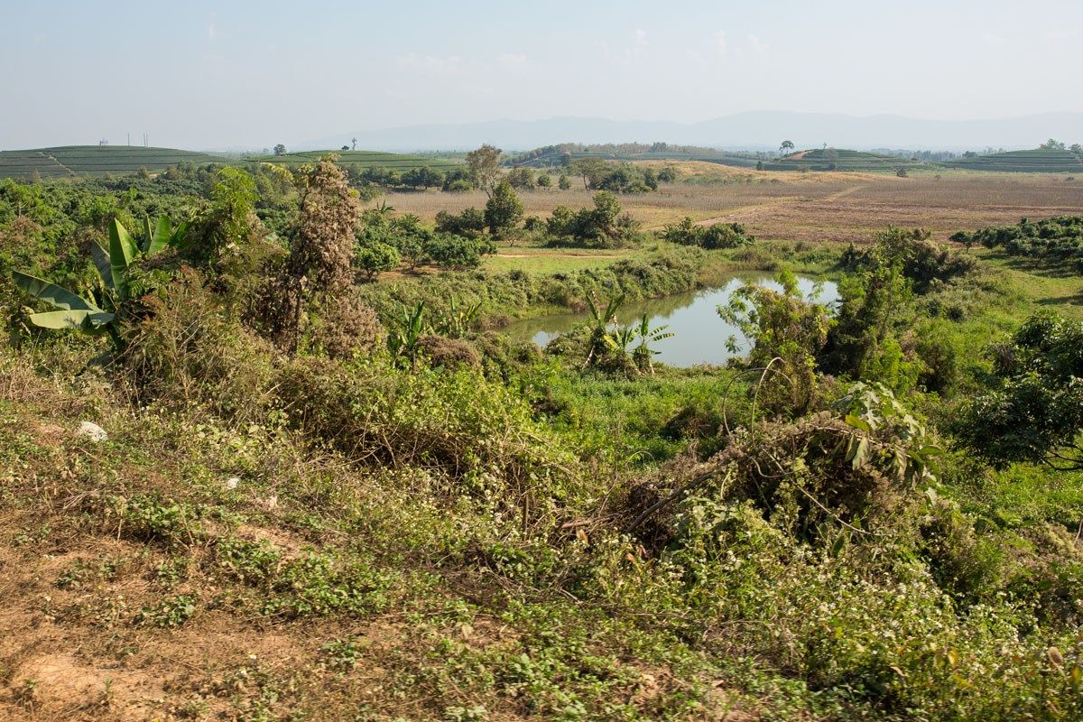 Thai Farmland