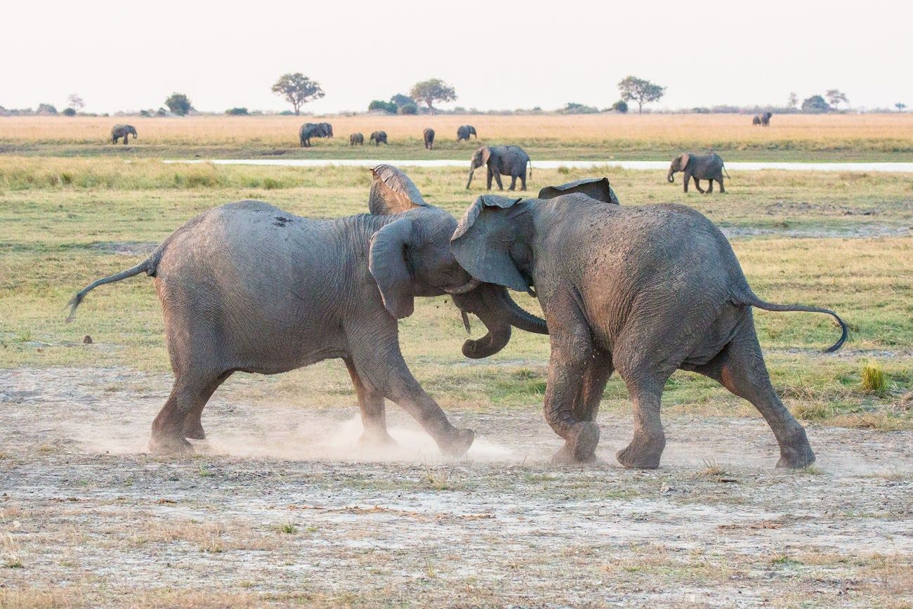 Elephants