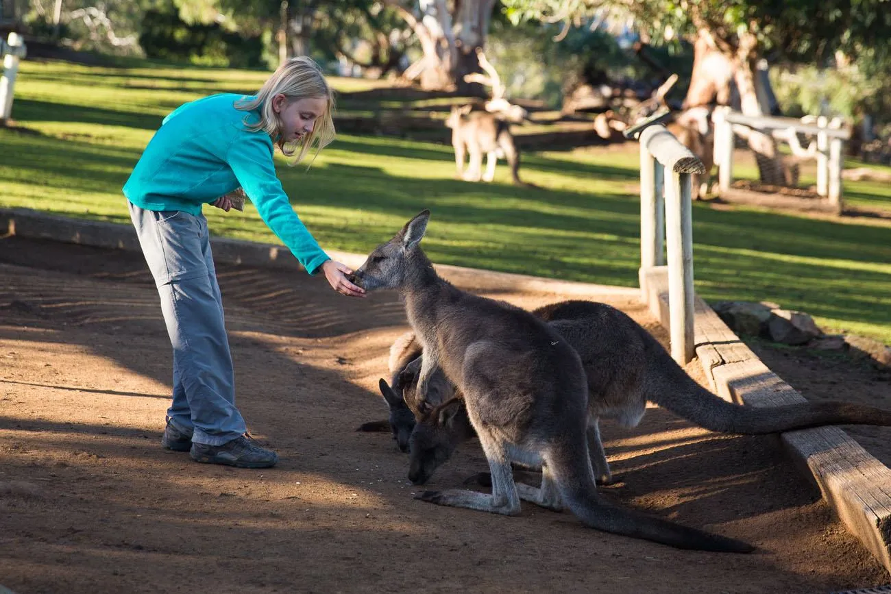 Feeding Kangaroos