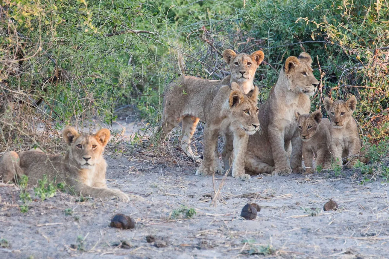 Lion Cubs