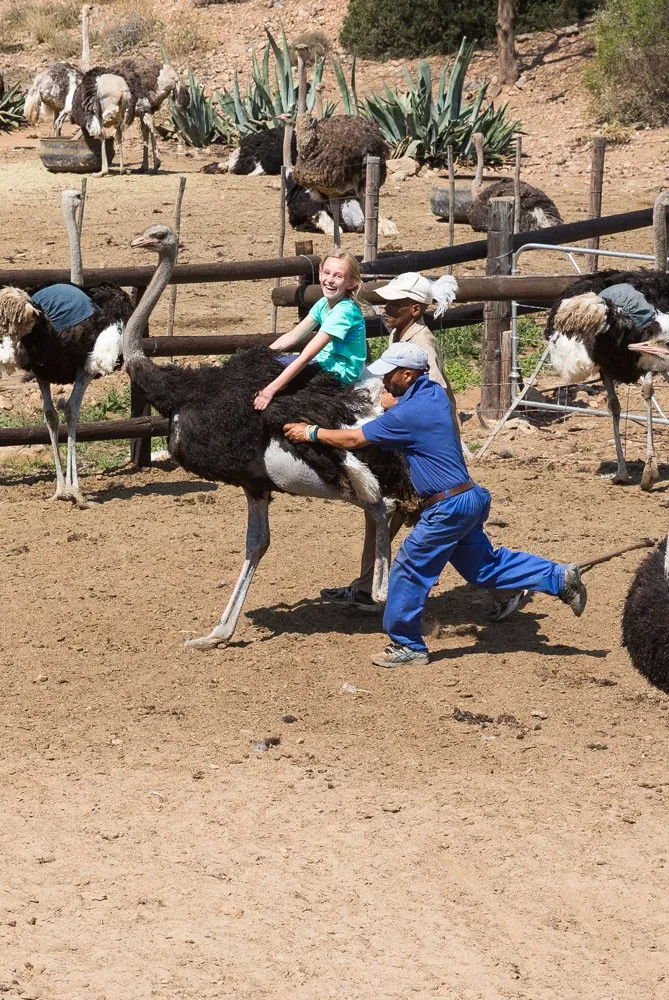 Ostrich Riding