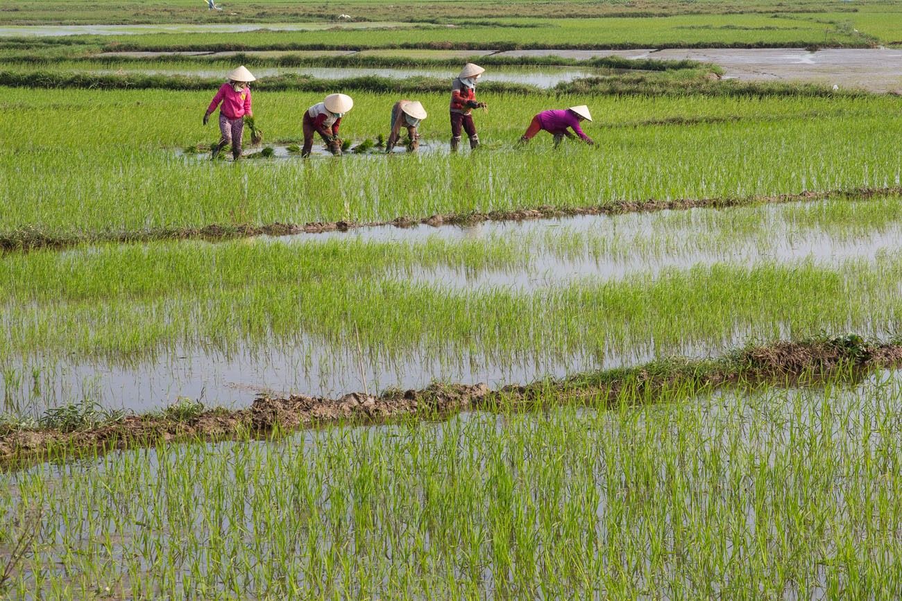 Rice Fields