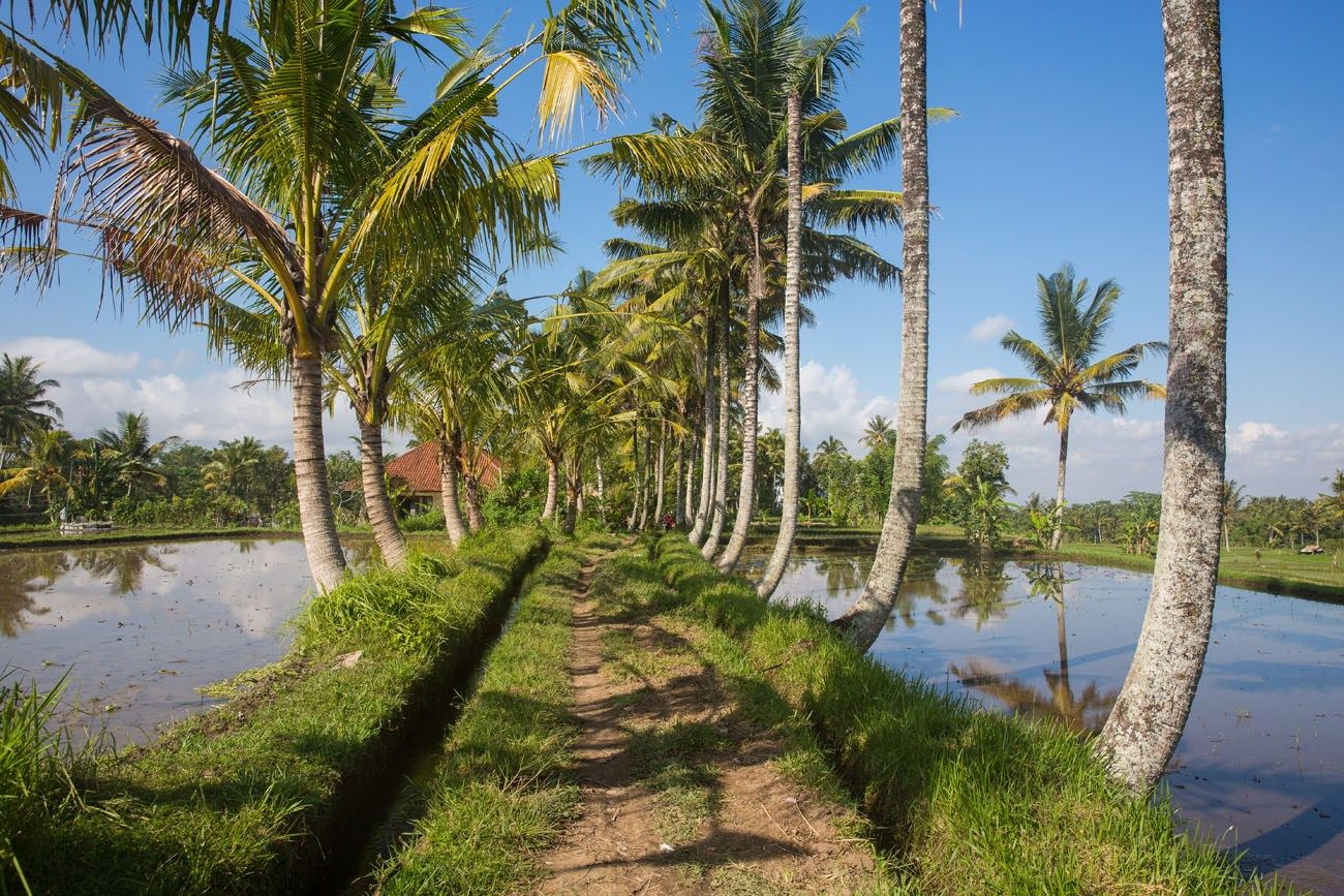 Walking Bali