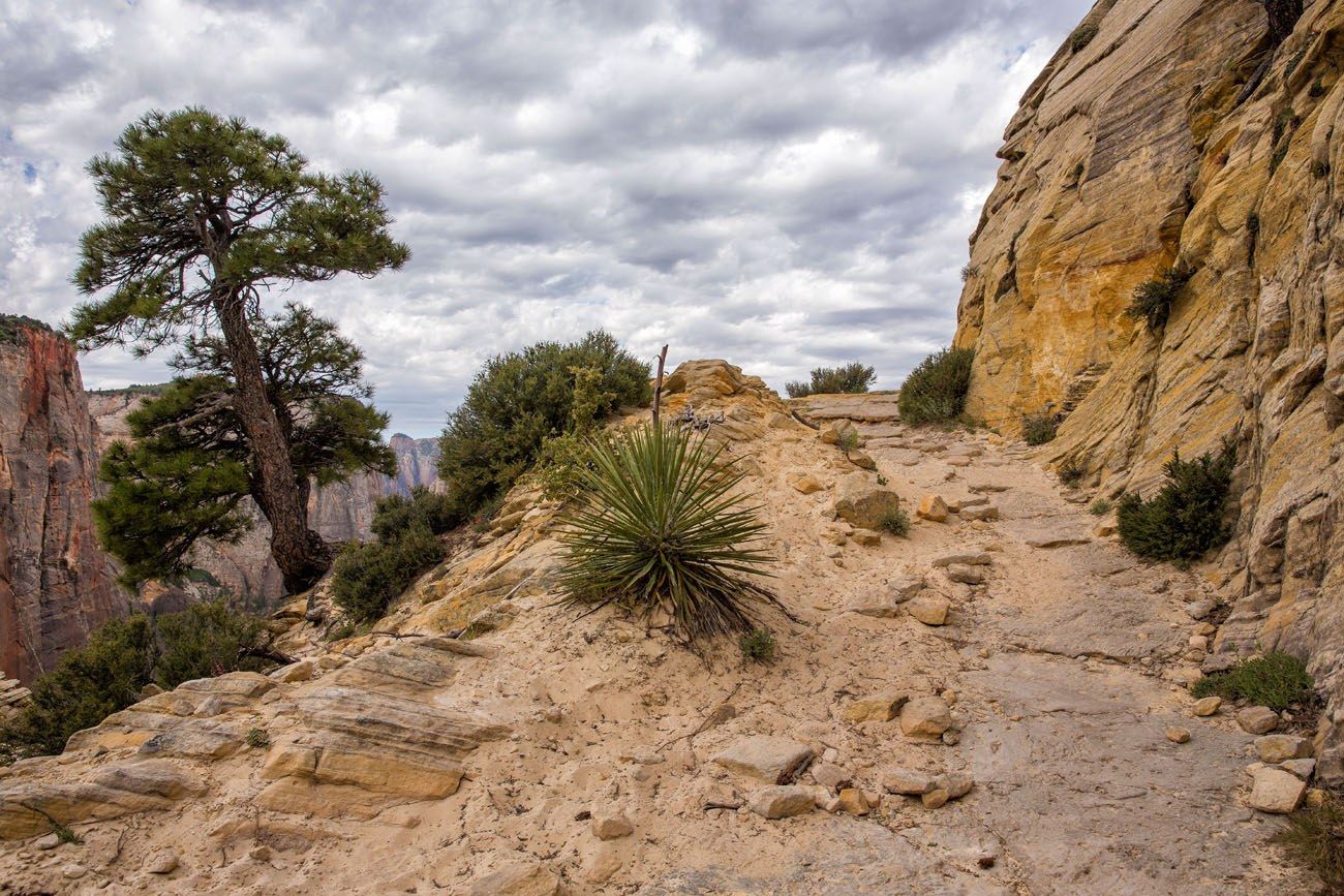 Zion Trail