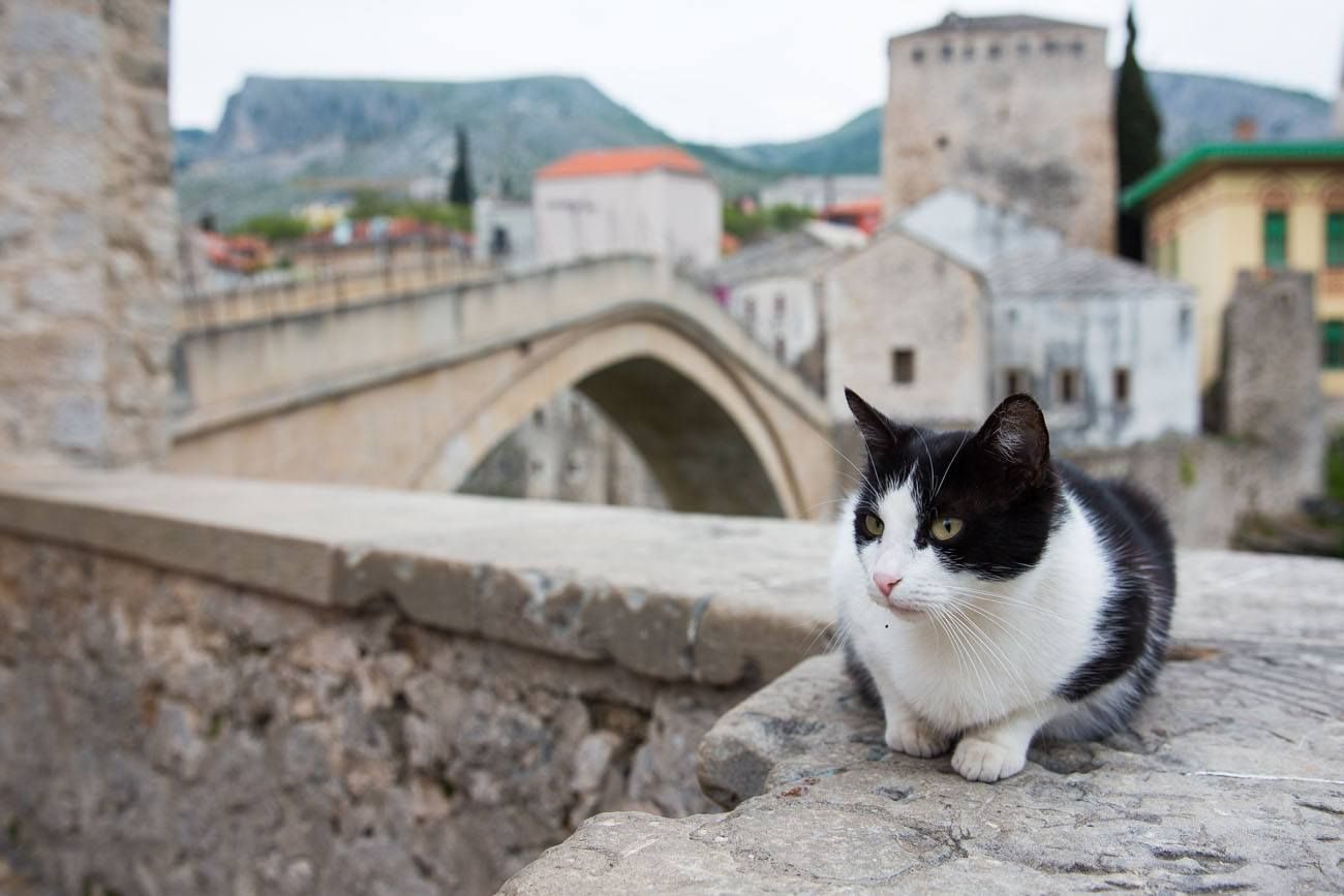 Mostar Cat