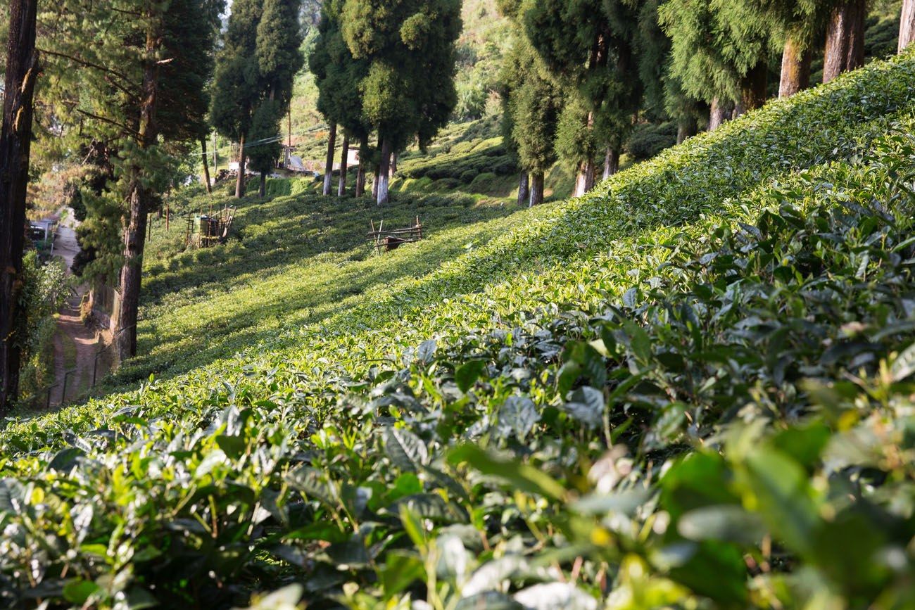 Darjeeling Tea Plantation