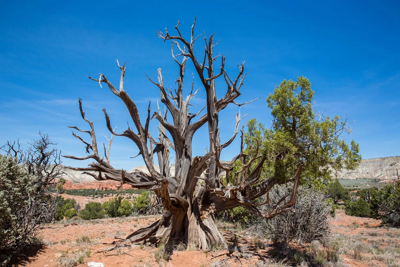 Dead Tree