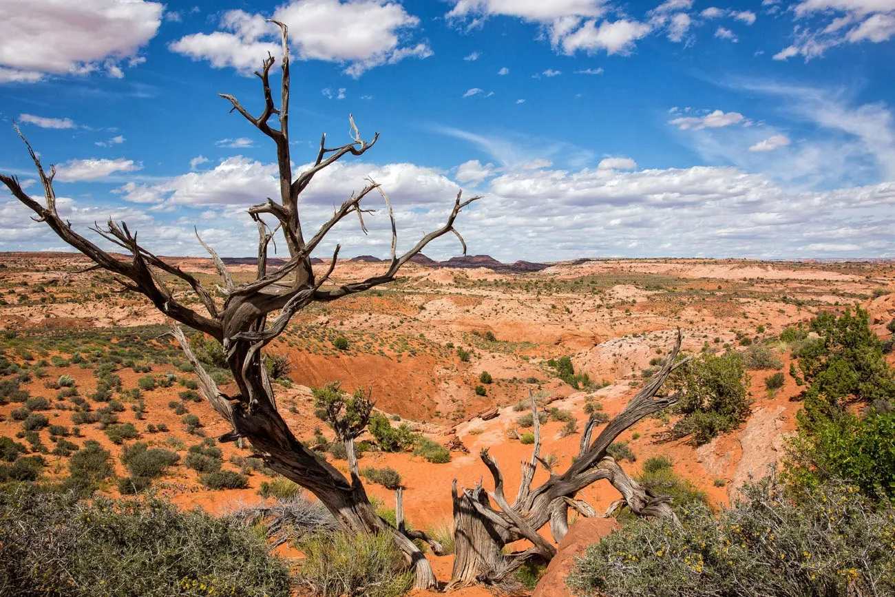 Desert Landscape