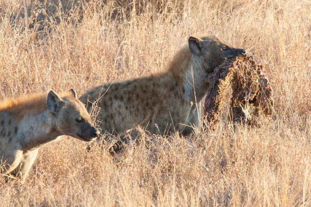 Hyena with Carcass