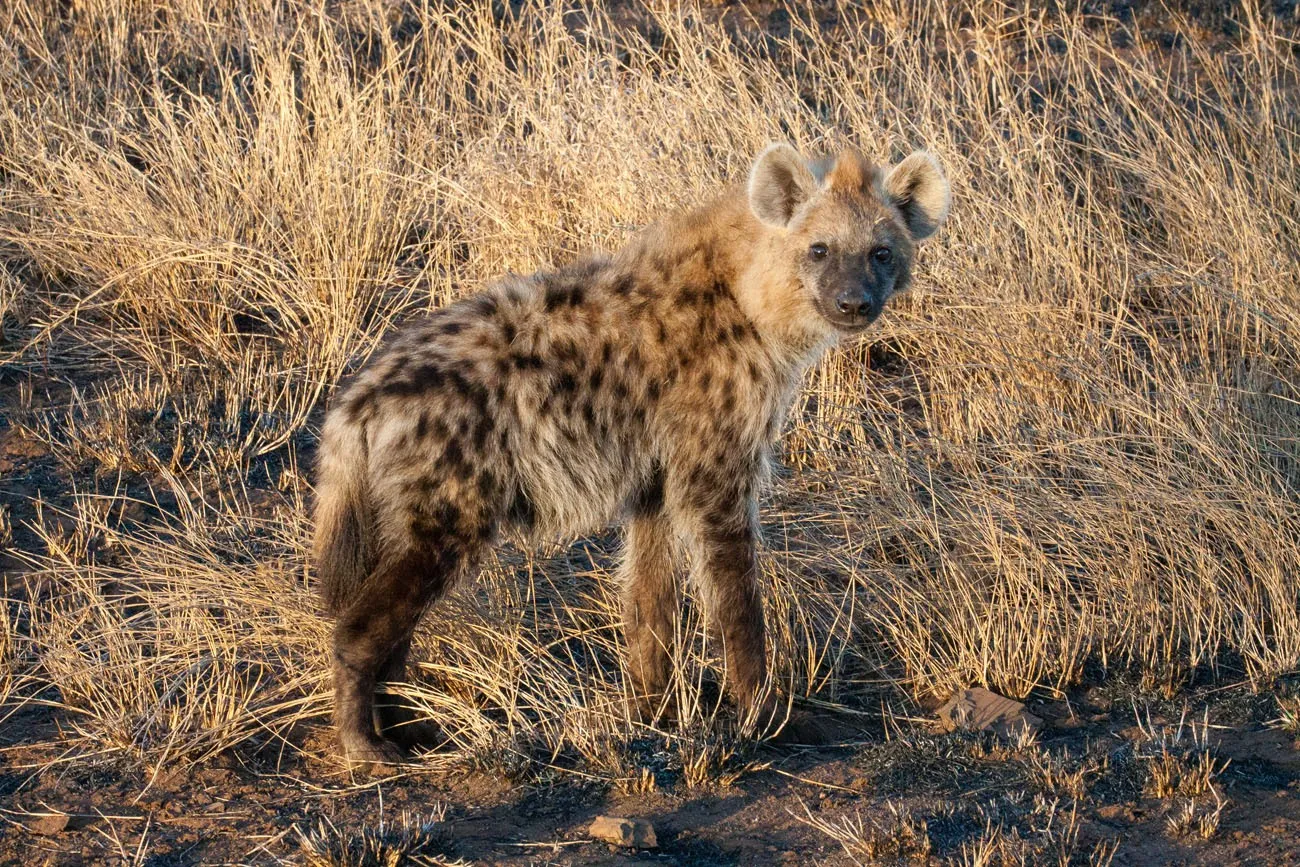 Hyena