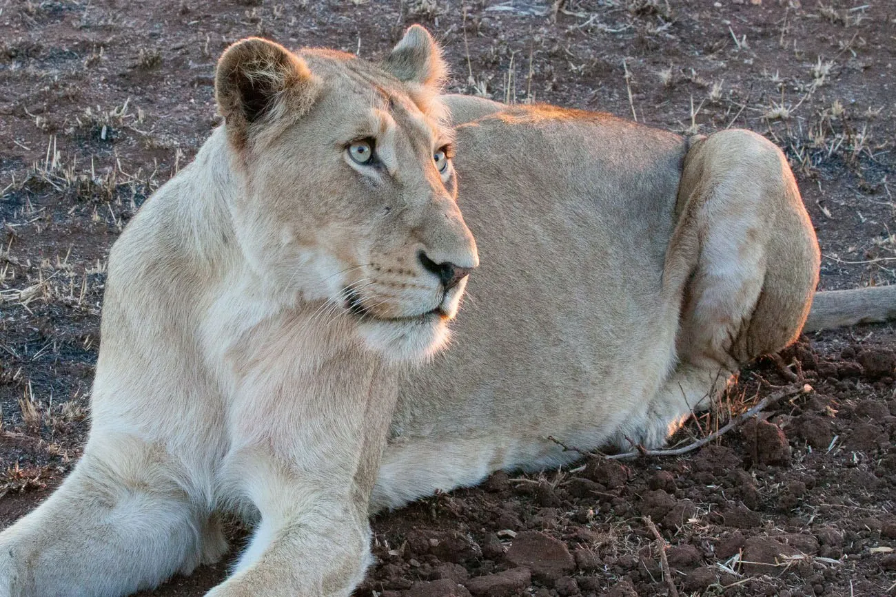 Lion up close