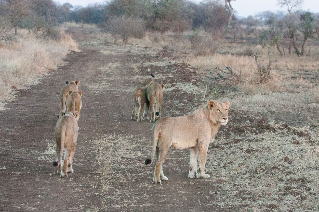Lions on the Prowl