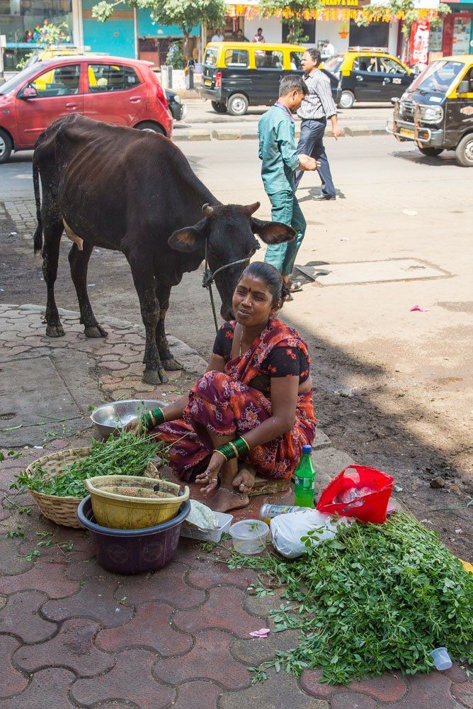 Mumbai Cow