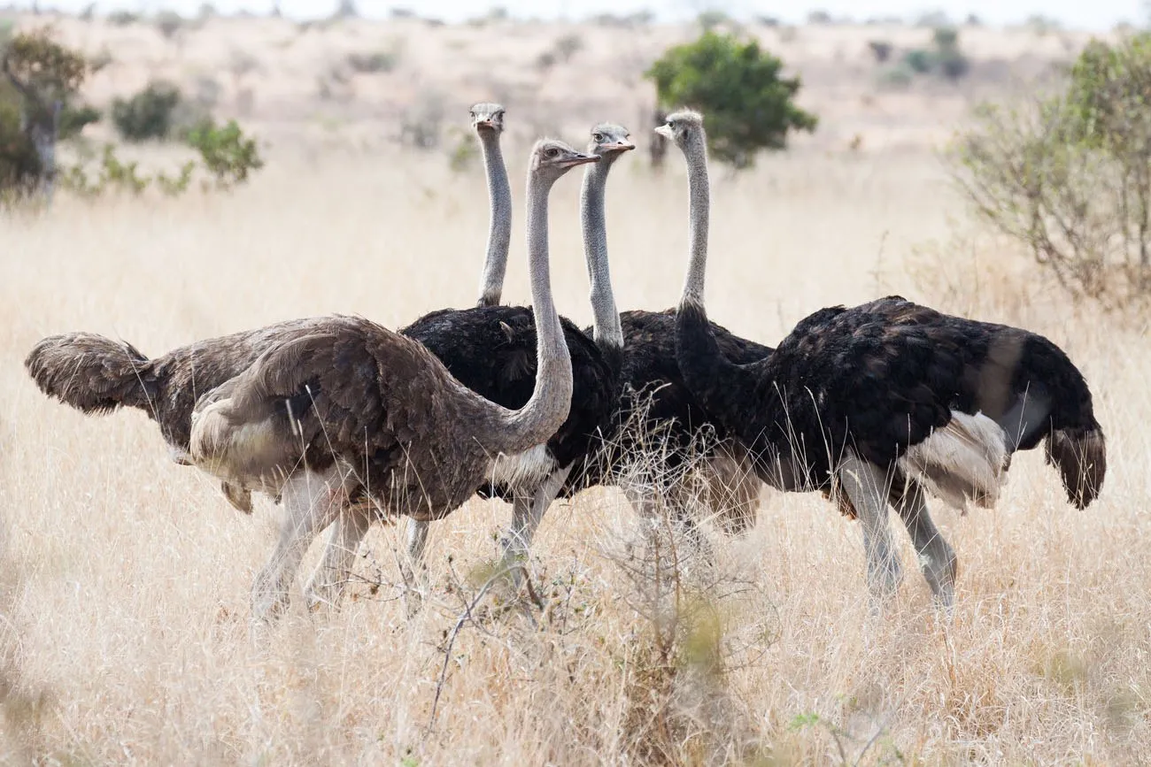 Ostriches