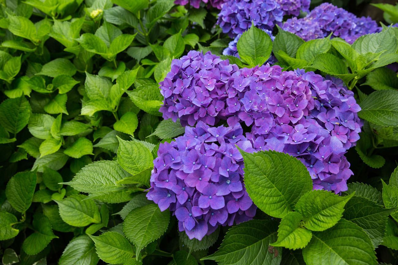 Purple Hydrangeas