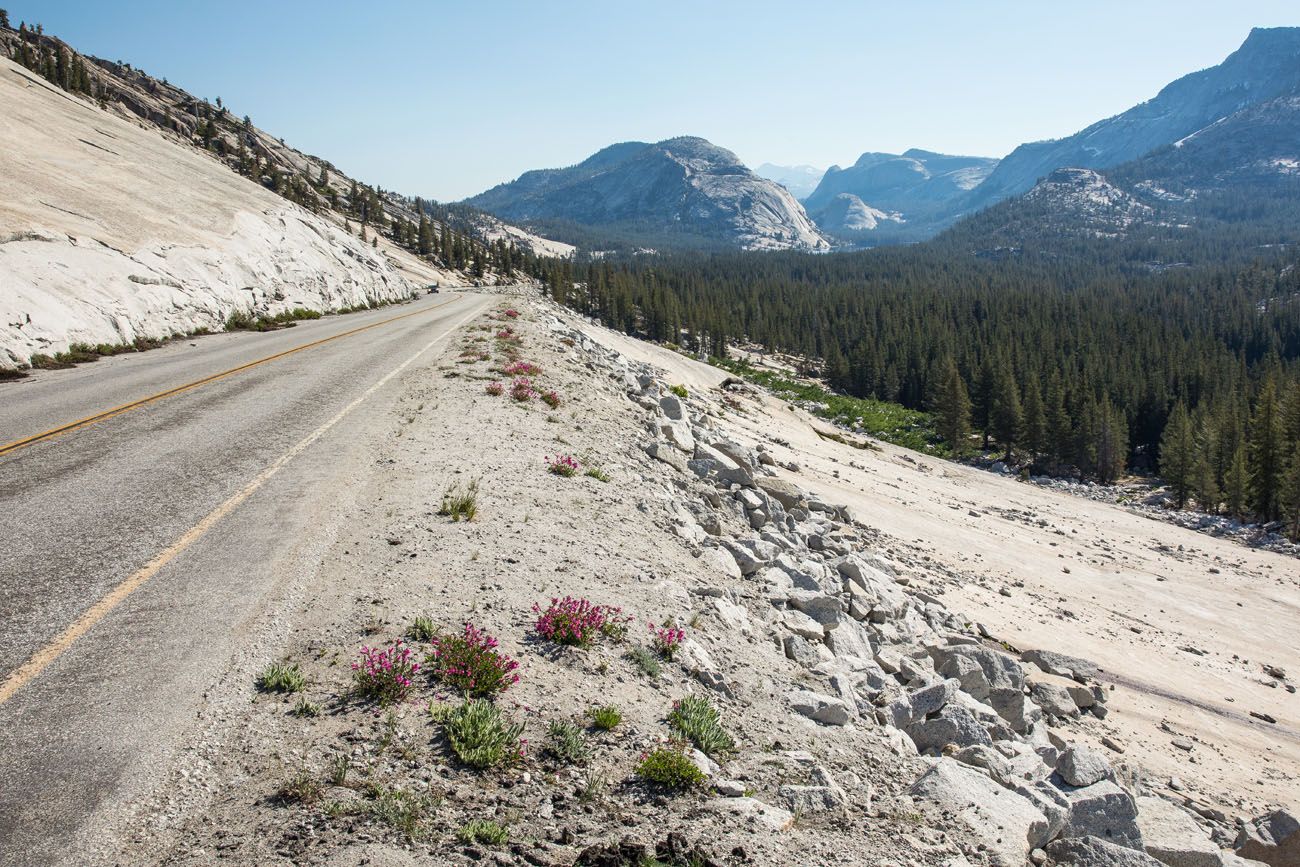 Tioga Road