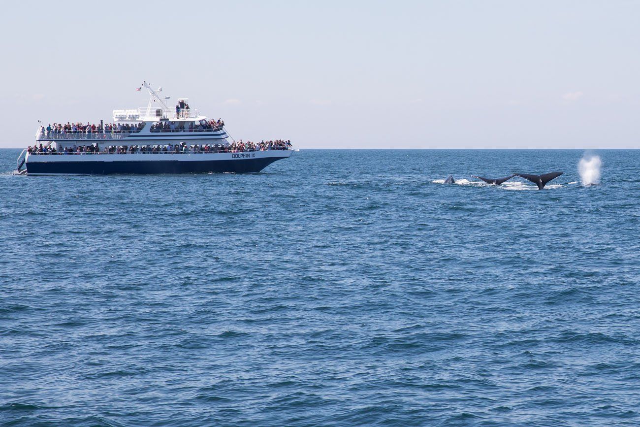 Whale Watching Boston