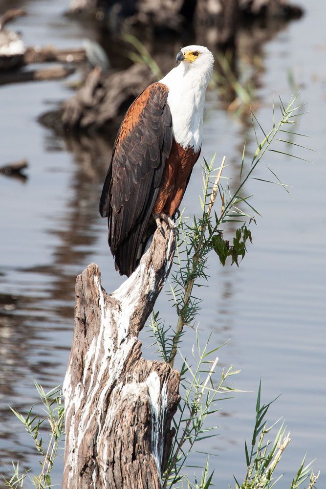 African Fish Eagle