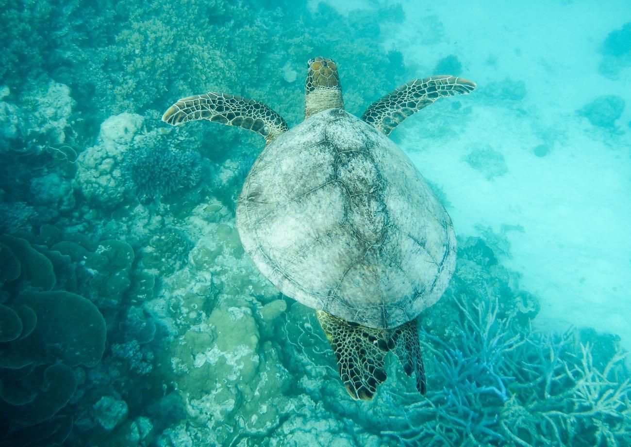 Great Barrier Reef