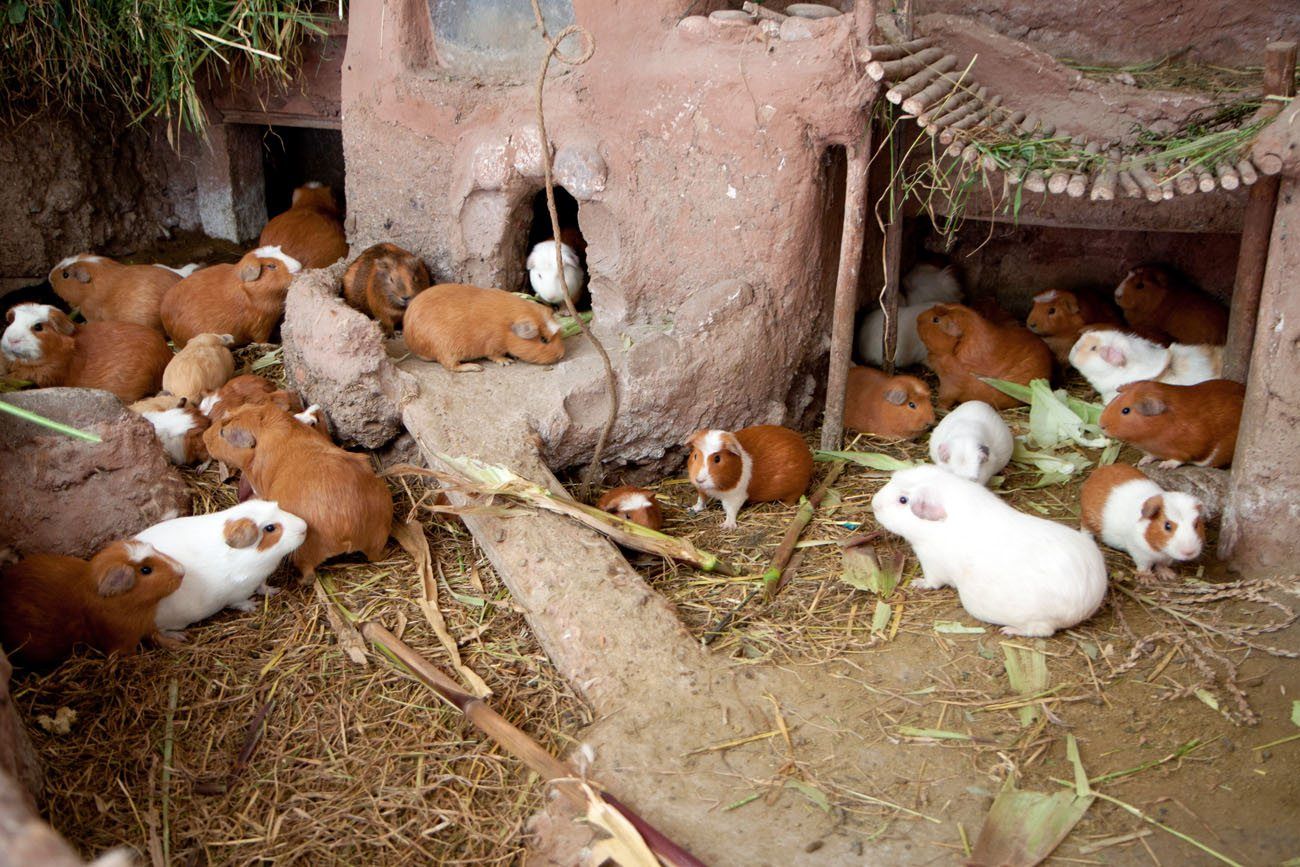 Guinea Pigs