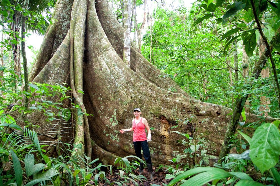 Central Suriname Nature Reserve, Suriname tropical forest