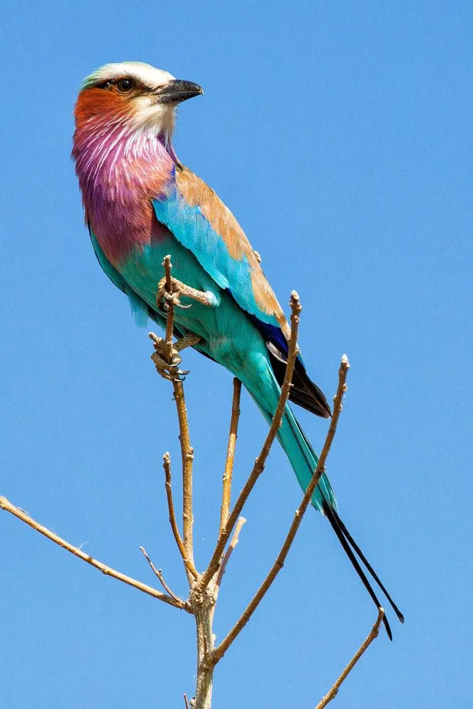 Lilac Breasted Roller